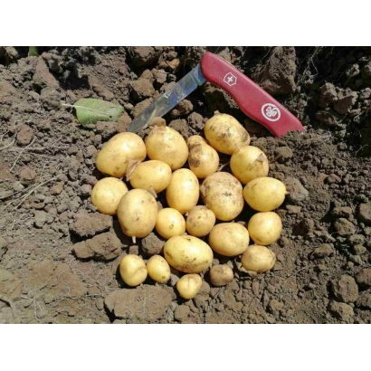 Potato tubers on soil with a red knife - Elektra
