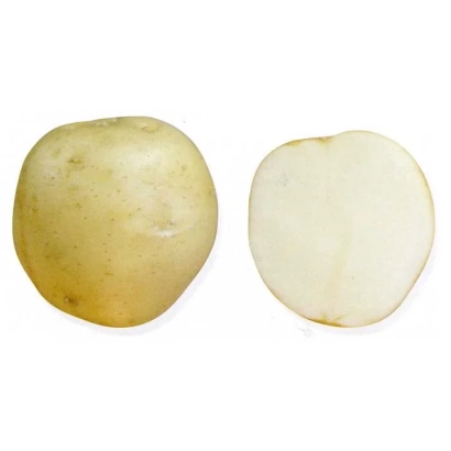 Клубень картофеля сорта Елизавета, показан целый и разрезанный пополам
