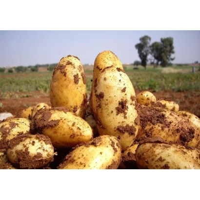 Куча картофеля на поле - ЭСТРЕЛЛА