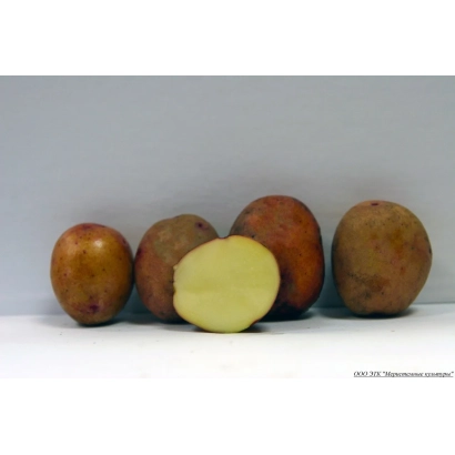 Картофель сорта Евгения, показанный целиком и разрезанный пополам