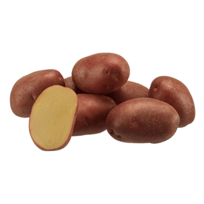 Клубни картофеля сорта Эволюшен