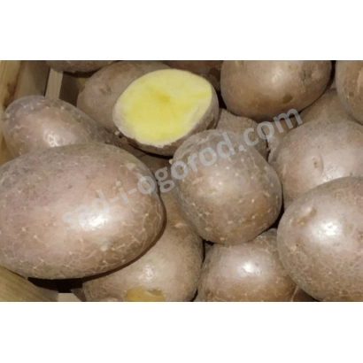 Клубни картофеля ЕВПАТИЙ в деревянном ящике