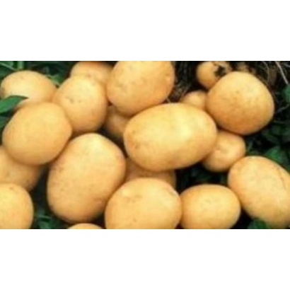 Картофель Факел на гряде