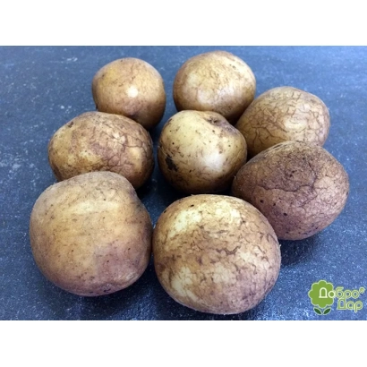 Несколько клубнів картоплі на темній поверхні - Фактор