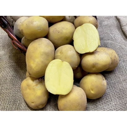 Клубні картоплі сорту Folk на тканині - Фолк