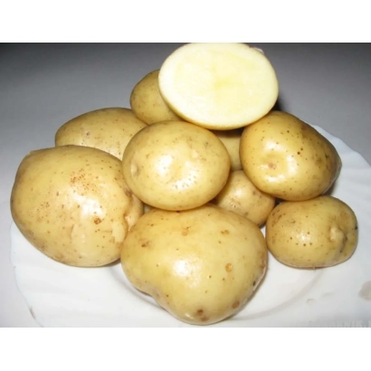 Potatoes of the Fresko variety on a white surface