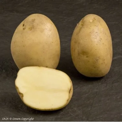 Два целых и один разрезанный картофель на темном фоне - Гермес