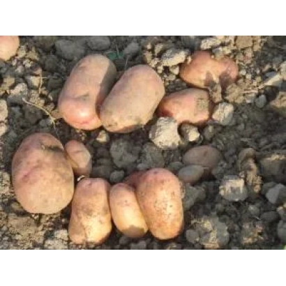 Картопля на землі - Гірська