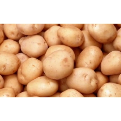 Картофель сорта Глория