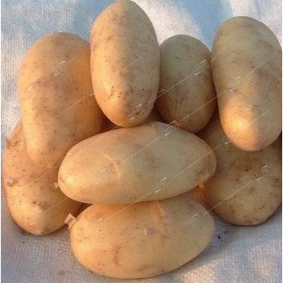 Кучка картофеля сорта Голдика на светлом фоне