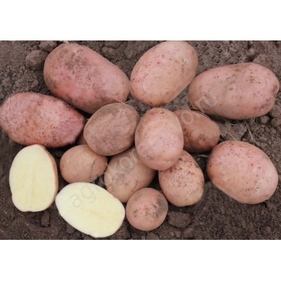 Клубни картофеля сорта Гранд на земле