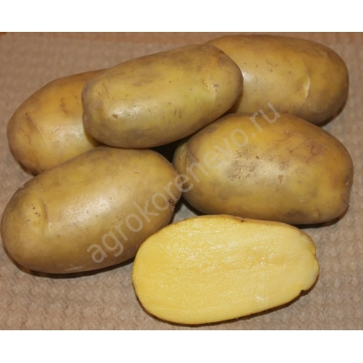 Potato tubers of the Gulliver variety on a background
