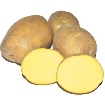 Картофель Икар: целые клубни и два нарезанных ломтика, показывающих внутреннюю текстуру