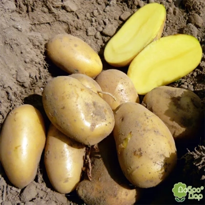 Картофель сорта Икарус на земле