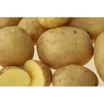 Large potato tubers on a white background - ISKRA