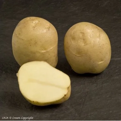 Три картофелины на темном фоне, одна разрезана пополам - Джаерла