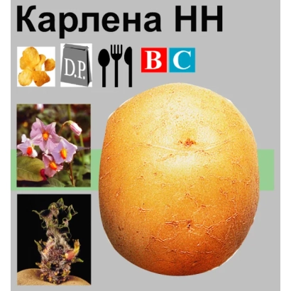 Сорт картофеля Карлена НН с изображением клубня и цветка