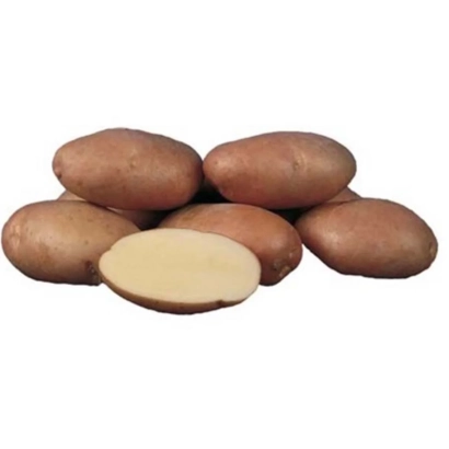 Клубні картоплі сорту Кондор, один розрізаний навпіл