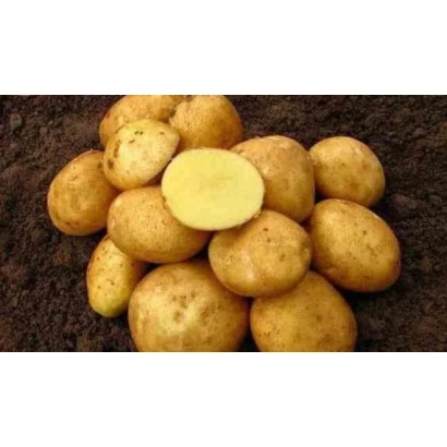 Клубни картофеля Казачок на темном фоне