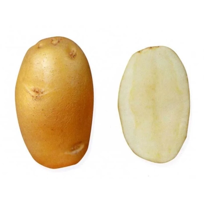 Картофель Кетский — целый клубень и разрезанный срез