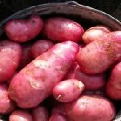 Ближній план червоних картоплин у кошику - КОЛПАШІВСЬКИЙ