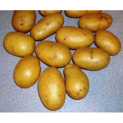 Картофель на сером фоне - КОРОЛЛЕ