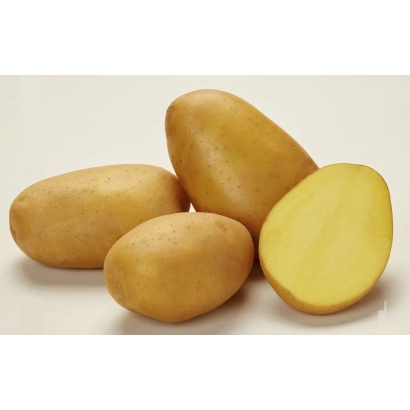 Корона | Corona — картофель