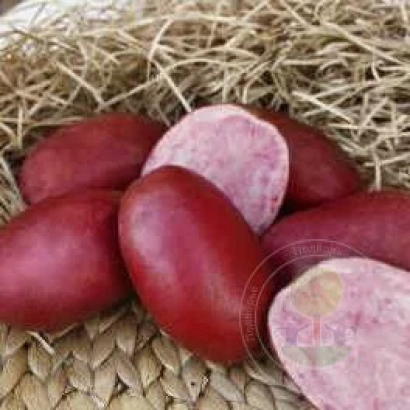 Красный картофель на соломе - Красень