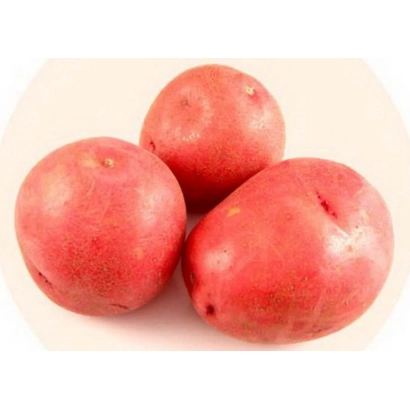 Три красных картофеля на белом фоне - КРАСНАЯ РОЗА