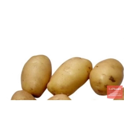 Картофель на белом фоне - КРАСНОЯРСКИЙ РАННИЙ