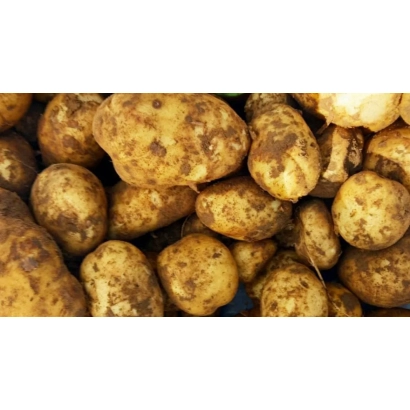 Картофель Крепиш - КРЕПЫШ