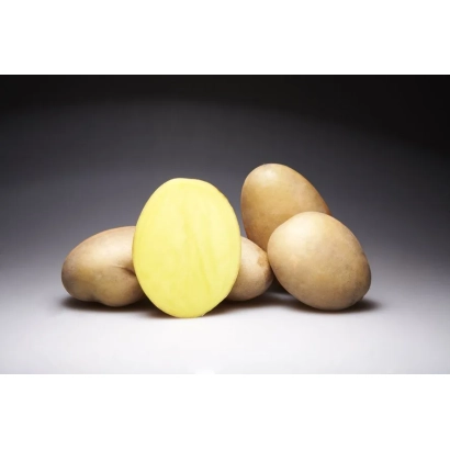 Картофель КРИСТЕЛЬ | KRISTEL