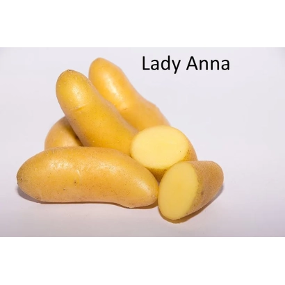 Желтые картофелины сорта Lady Anna на белом фоне - Леди Анна
