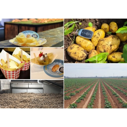 Клубни картофеля в земле и на грядке, рядом с упаковкой чипсов Lady Jane - Леди Джейн