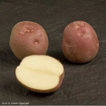 Три красных картофеля на темном фоне, один разрезан пополам - Леди Розетта