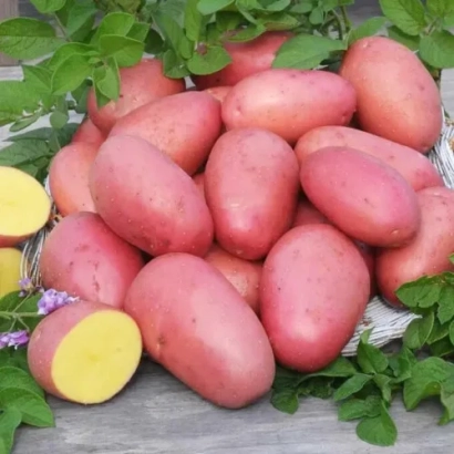 Клубні картоплі сорту Лаура на дерев'яній поверхні з зеленню.