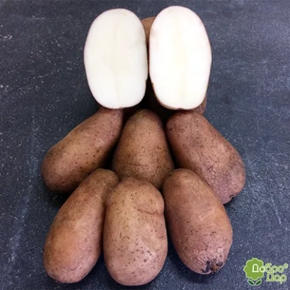 Картофель сорта Летана на темном фоне