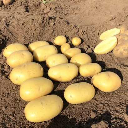 Картофель сорта Лила на земле