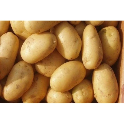 Крупный план картофеля сорта Лилея