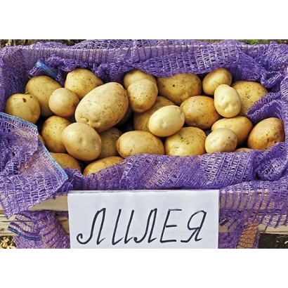 Box of Lileya potatoes - LILEYA BELARUSKAYA