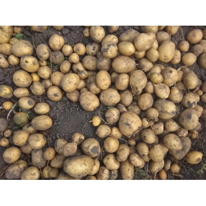 Картофель на земле - Лищина