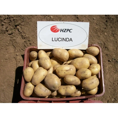 Коробка картофеля Lucinda с логотипом HZPC - Лусинда