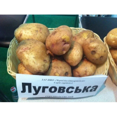 Корзина з картоплею сорту Луговська - Лугівська / Луговской