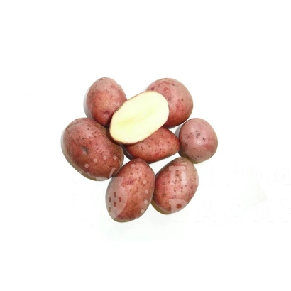 Клубни картофеля сорта ЛУНЕБА на белом фоне