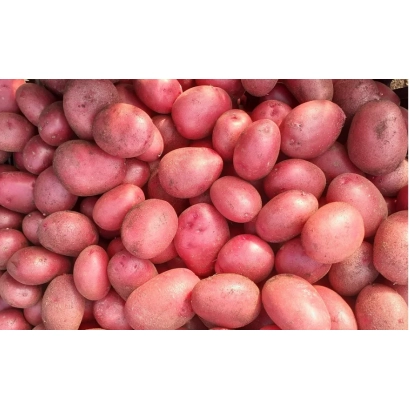 Крупный план красных картофелин - МАДА