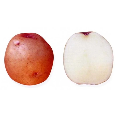 Клубень картофеля сорта Малиновка, показан целый и разрезанный