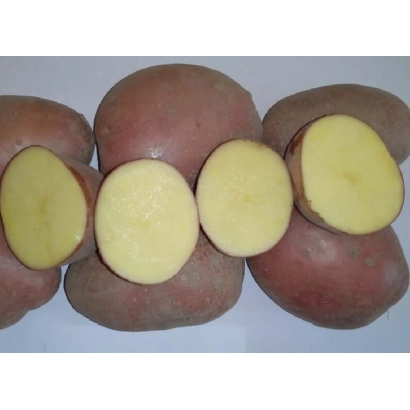 Клубни картофеля с нарезанными дольками, демонстрирующие внутреннюю текстуру - МАНИТУ