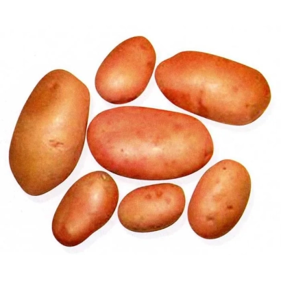 Картофель Матушка на белом фоне