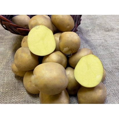 Картофель сорта Медея в корзине с двумя разрезанными клубнями