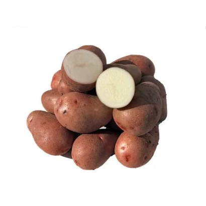 Клубни картофеля сорта Мелания на белом фоне